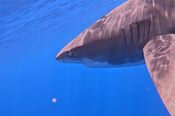 Guided Small Group Whale Watching and Swim Tour Tahiti - Finding Whales: Surface Watching Before Any Snorkel Decision
