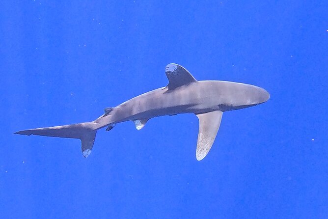 Guided Small Group Whale Watching and Swim Tour Tahiti - Whale Swim Expectations (And What You Need to Be Comfortable With)