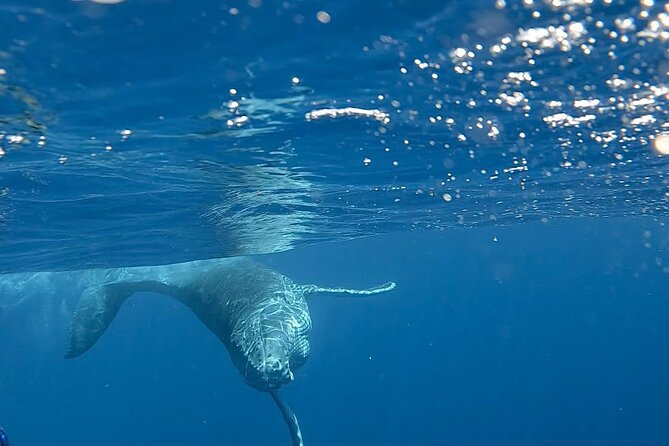 Guided Small Group Whale Watching and Swim Tour Tahiti - Gear You Actually Use: Wetsuits, Snorkels, and the Safety Brief