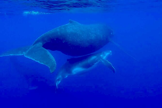 Guided Small Group Whale Watching and Swim Tour Tahiti - Lagoon Time When the Ocean Says Not Today