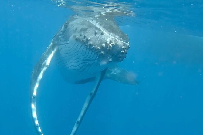 Guided Small Group Whale Watching and Swim Tour Tahiti - Meeting at Hilton Tahiti and How the Morning Flows