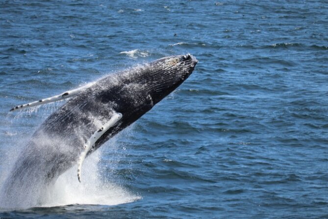 Guided Whale Watching Experience from Reykjavik - Key Highlights Worth Booking