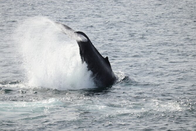Guided Whale Watching Experience from Reykjavik - Harpa Views and the Classic Reykjavík Waterline
