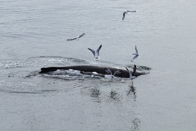 Guided Whale Watching Experience from Reykjavik - Heated Cabins, Overalls, Wi-Fi, and Seasickness Help