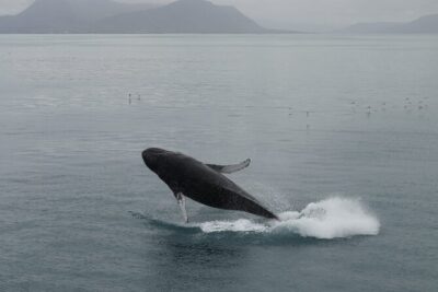 Guided Whale Watching Experience from Reykjavik - Mount Esja and Snæfellsnes: When Clear Skies Make It Special