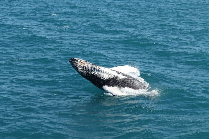 Guided Whale Watching Experience from Reykjavik - How Whale Spotting Works Here (and Why You Should Manage Expectations)