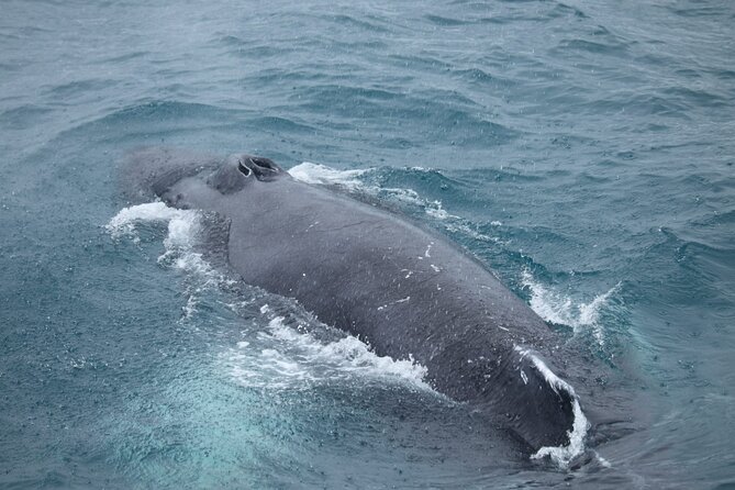 Guided Whale Watching Experience from Reykjavik - Price and Value: What $97 Buys You on the Water