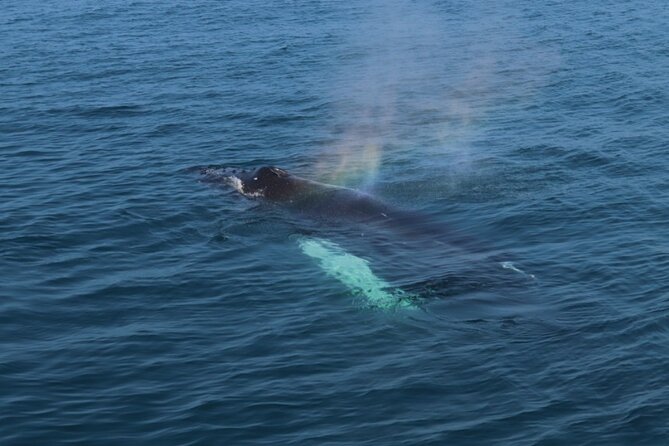 Guided Whale Watching Experience from Reykjavik - Weather-Dependent Reality: Cancellations Happen for Safety