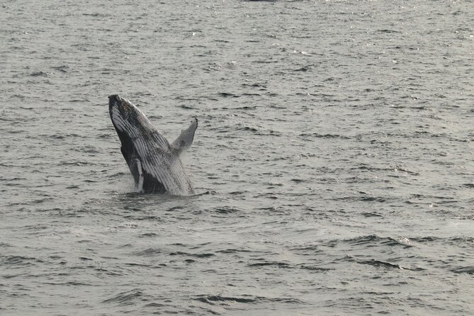 Guided Whale Watching Experience from Reykjavik - Meeting Point and Timing: Don’t Show Up at the Last Minute