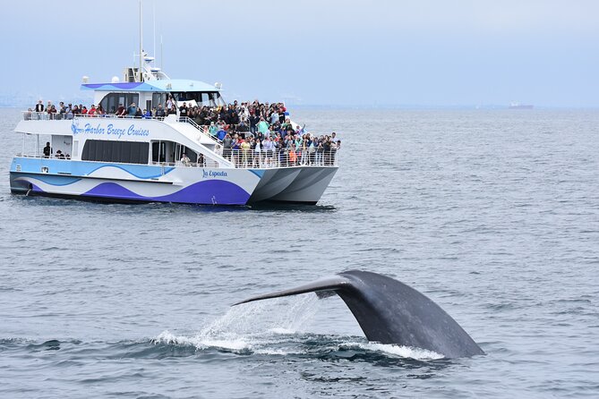 Guided Whale Watching Tour from Long Beach - Key things to know before you go