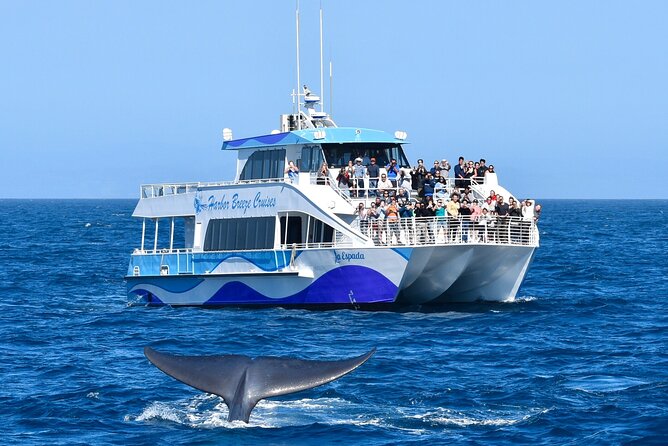Guided Whale Watching Tour from Long Beach - Long Beach to the Open Pacific: Where This Whale Watch Starts