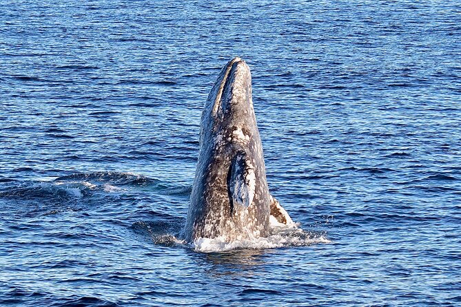 Guided Whale Watching Tour from Long Beach - Out in the Open Pacific: How You’ll Look for Whales and Dolphins