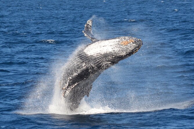 Guided Whale Watching Tour from Long Beach - Seating Choices That Matter When It’s Cold and Windy