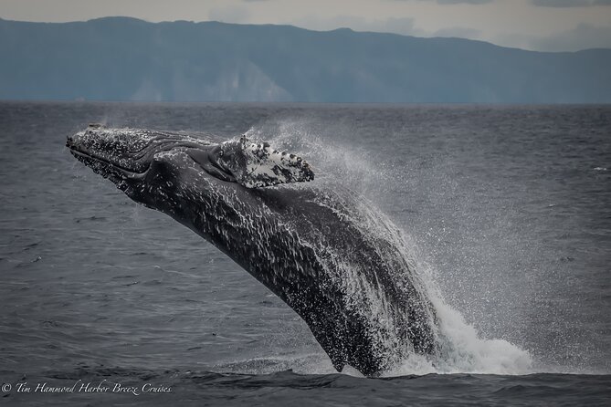 Guided Whale Watching Tour from Long Beach - Queen Mary to the Spruce Goose: A Route Full of Real Long Beach History