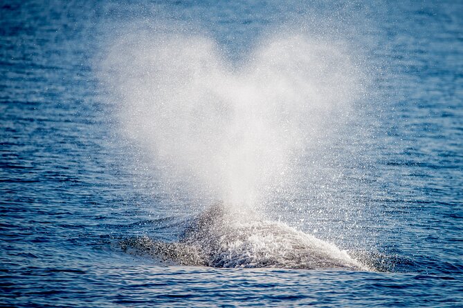 Guided Whale Watching Tour from Long Beach - Price and Value: What $35 Buys You for a 2–2.5 Hour Adventure