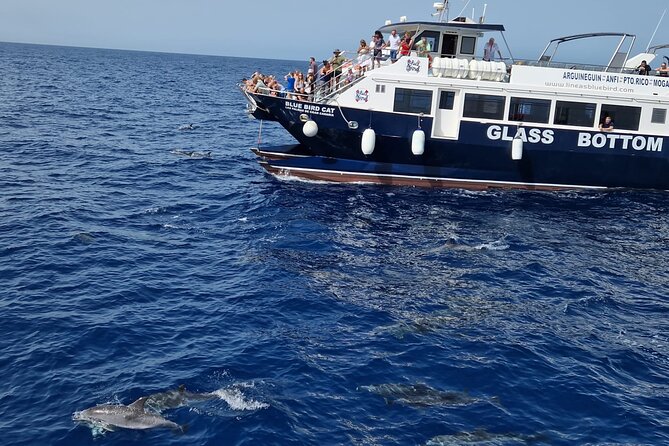 Half-Day Cruise Tour-Dolphin and Whale Watching - From Puerto Rico Marina: how the tour starts (and why it matters)