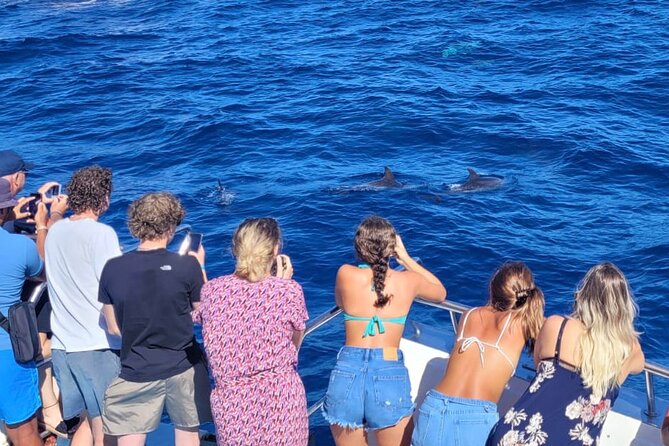 Half-Day Cruise Tour-Dolphin and Whale Watching - The time plan on the water: what you’re actually doing