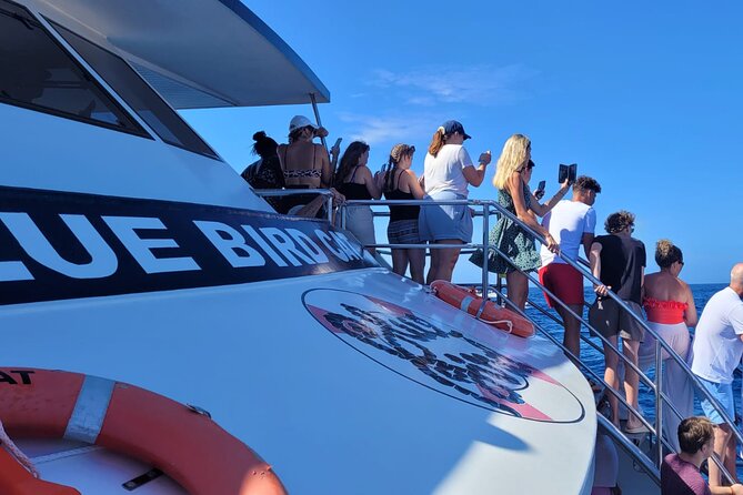 Half-Day Cruise Tour-Dolphin and Whale Watching - When you finally get the spotting: how it feels in real time