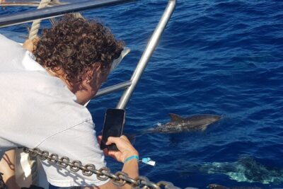 Half-Day Cruise Tour-Dolphin and Whale Watching - Dolphin and whale watching that stays respectful