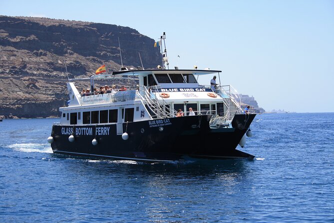Half-Day Cruise Tour-Dolphin and Whale Watching - The swim-and-snorkel stop: the part you’ll remember