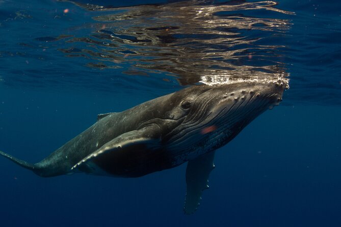 Half-Day Humpback Whales Encounter in Moorea - Why Moorea’s Humpback Season Is the Real Deal