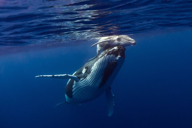 Half-Day Humpback Whales Encounter in Moorea - Safety Briefing: The Moment the Whole Tour Makes Sense