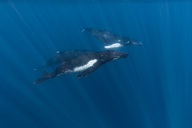 Half Day Private Whale Watching in Moorea - Private Crew on Inutai: What Makes This Half-Day Feel Worth It