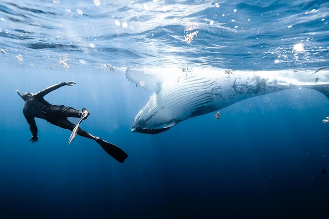 Half Day Private Whale Watching in Moorea - Snorkeling Gear and Onboard Treats: Small Included Things That Pay Off