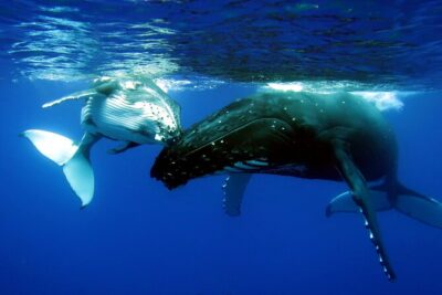 Half Day Private Whale Watching in Moorea - The 4-Hour Plan: A Realistic Itinerary You Can Shape