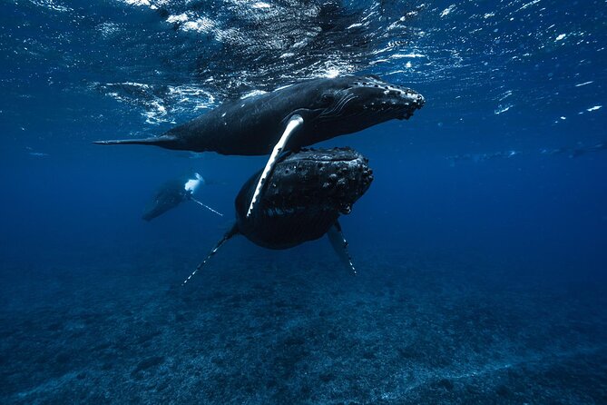 Half Day Small Group Whale Watching - A max-6 boat changes everything when whales surface