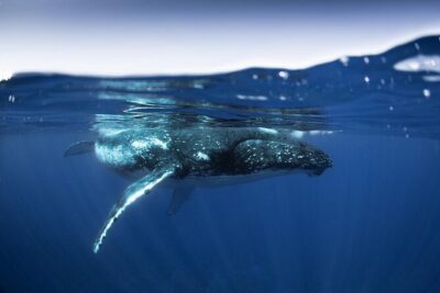 Half Day Small Group Whale Watching - The 4-hour half day: how the timing typically plays out