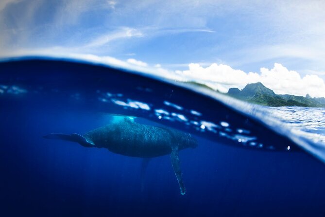Half Day Small Group Whale Watching - On-board fruit and drinks: small touches that help your half-day