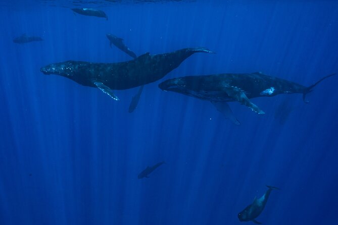 Half Day Small Group Whale Watching - Guide-and-captain teamwork: close watching without crowding