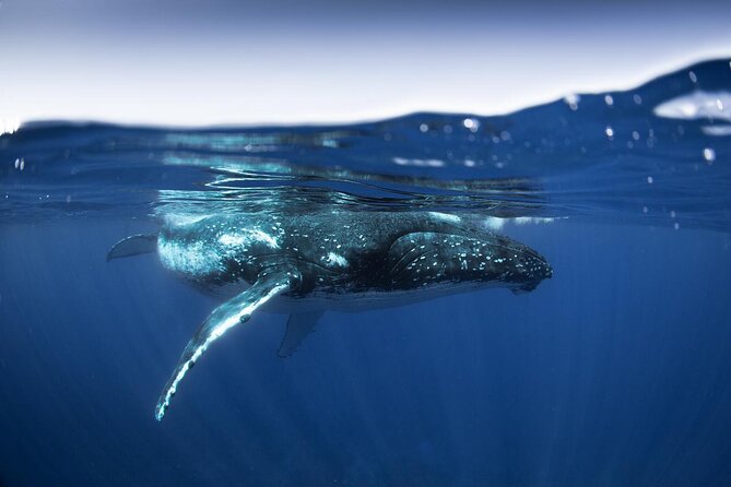 Half Day Small Group Whale Watching - The 4-hour half day: how the timing typically plays out