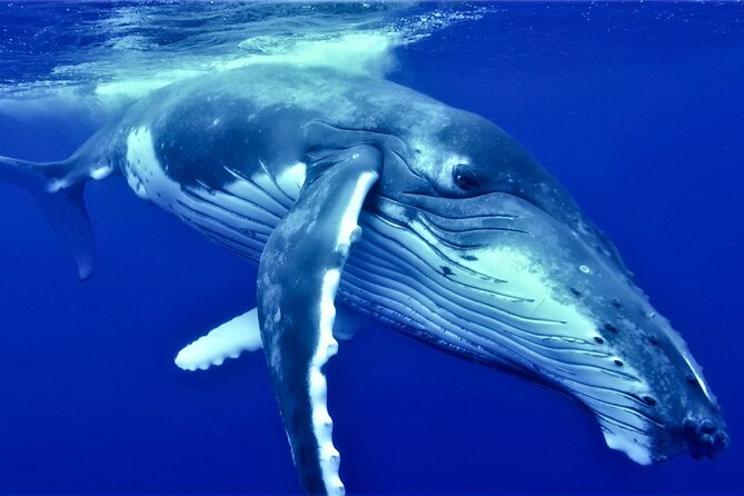 Half Day Whale Watching in a Small Shared Group - Key highlights you can feel (not just read)