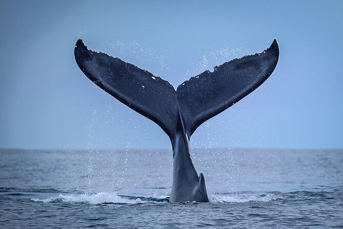 Half Day Whale Watching in a Small Shared Group - From Ārue Stadium to the Sea in About 4 Hours