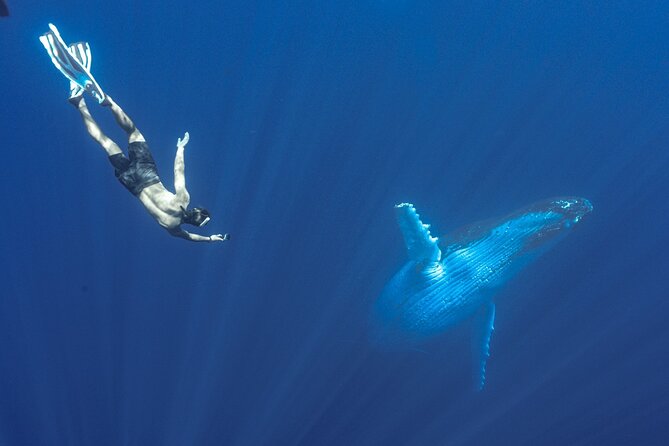 Half Day Whale Watching in a Small Shared Group - Why Humpbacks Come to Tahiti (and How the Guides Make It Click)