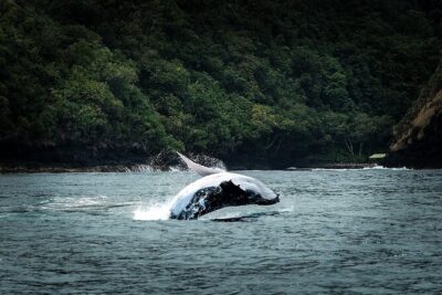 Half Day Whale Watching in a Small Shared Group - Snacks, Snorkel Time, and What “In the Water” Really Means
