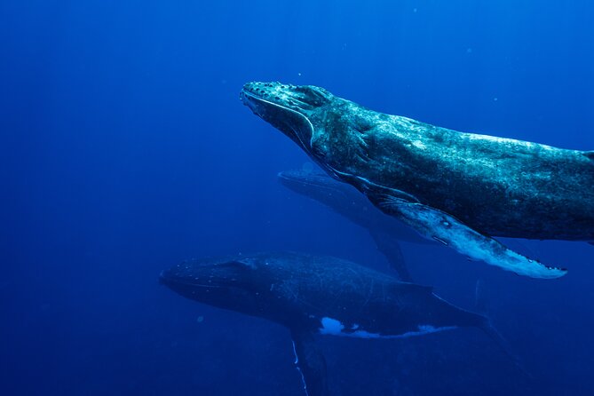 Half Day Whale Watching in a Small Shared Group - Price and Value: Is $236.85 Worth It?