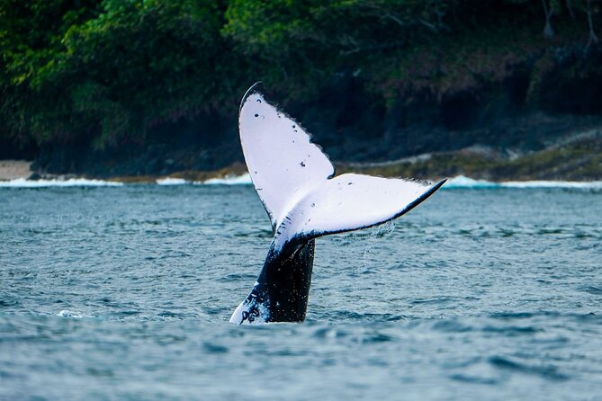 Half Day Whale Watching in a Small Shared Group - Who Should Book This Tour (and Who Might Skip It)