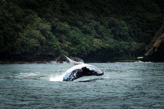 Half Day Whale Watching in a Small Shared Group - Snacks, Snorkel Time, and What “In the Water” Really Means