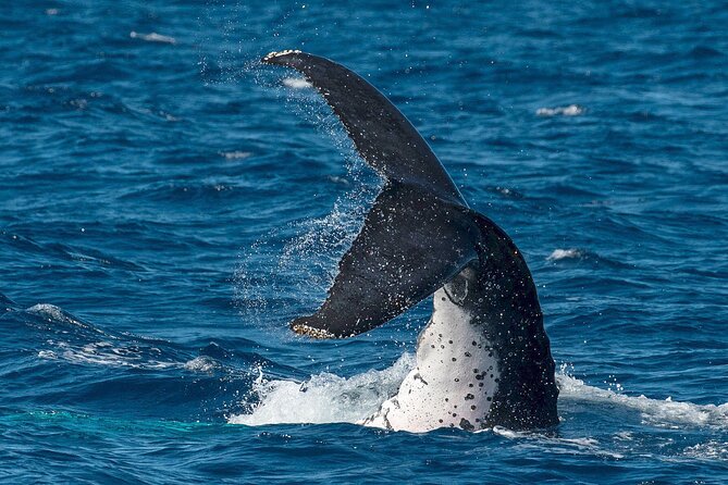 Half-Day Whale Watching Tour from Burnett Heads with Lunch - Burnett Heads to the boat: what your first 60 minutes feel like