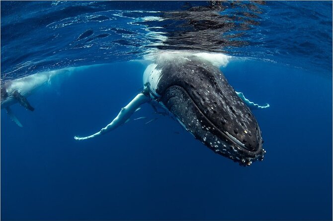 Half-Day Whale Watching Tour from Burnett Heads with Lunch - The Humpback Highway search: how you get more than one chance