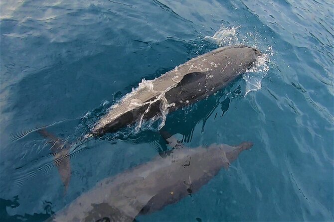 Half day whale watching - Without launch - The Mori Ora Difference: A Habitable Sailboat, Not a Party Cat