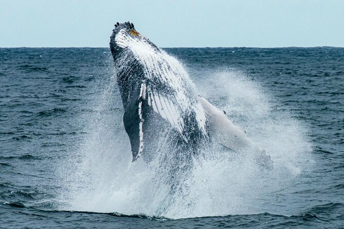 Hermanus Whale Watching and Wine Tasting - Key highlights worth knowing