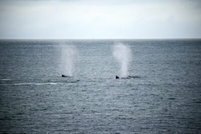 Hermanus Whale Watching and Wine Tasting - Stop 1: Dave de Beer Hermanus Whales and Walks