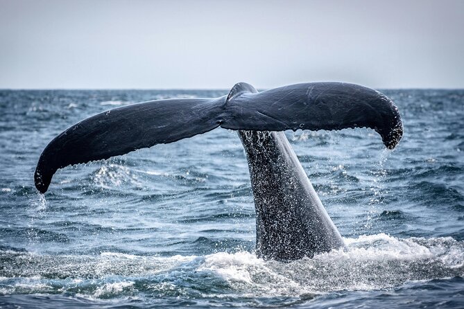 Hermanus Whale Watching and Wine Tasting - What to bring for a whale-and-wine day