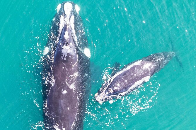 Hermanus Whale Watching and Wine Tasting - Who this tour fits best