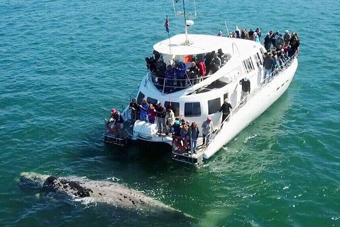 Hermanus Whale Watching and Wine Tasting Private Tour - Quick hits before you go