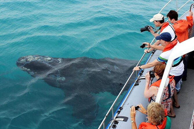Hermanus Whale Watching and Wine Tasting Private Tour - A private Hermanus day trip starting at 5:30 am